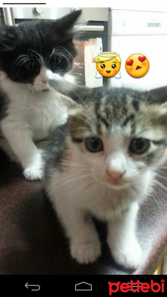Tekir Kedi, Kedi  Minnoş&Mırmır fotoğrafı