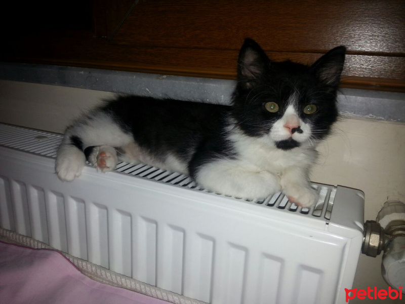 Tekir Kedi, Kedi  Minnoş&Mırmır fotoğrafı