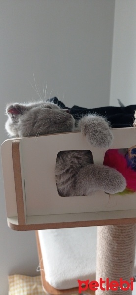 Scottish Fold, Kedi  Zeyna fotoğrafı
