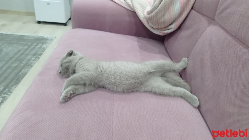 Scottish Fold, Kedi  Zeyna fotoğrafı