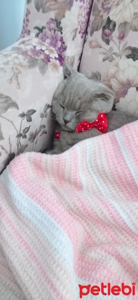 Scottish Fold, Kedi  Zeyna fotoğrafı