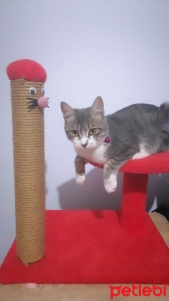Tekir Kedi, Kedi  Mia fotoğrafı