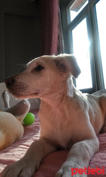 Labrador Retriever, Köpek  Mișa fotoğrafı