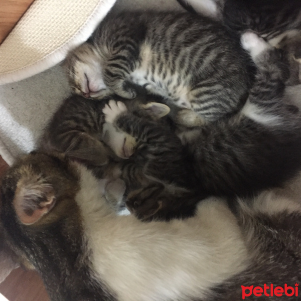 Tekir Kedi, Kedi  Unzile fotoğrafı