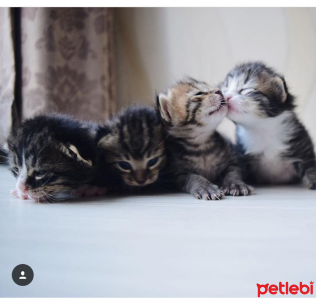 Tekir Kedi, Kedi  Unzile fotoğrafı