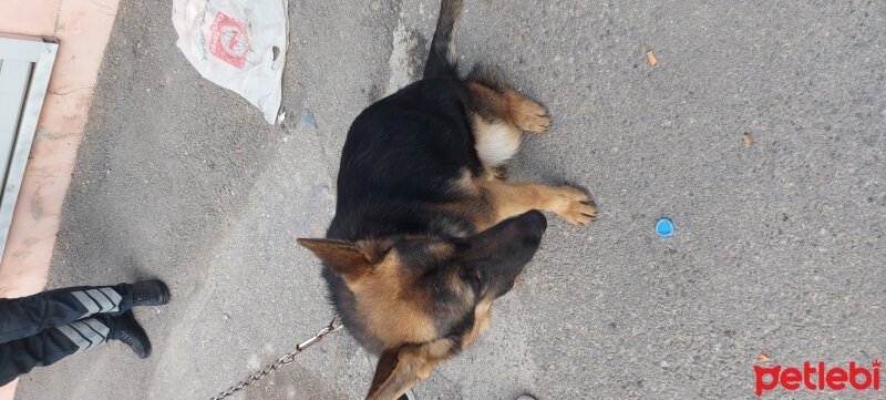 Alman Çoban Köpeği, Köpek  Mars fotoğrafı