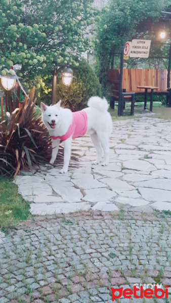 Akita İnu, Köpek  daebak fotoğrafı