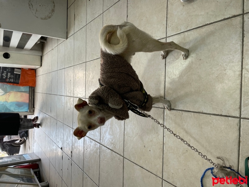 Chihuahua, Köpek  Miço fotoğrafı