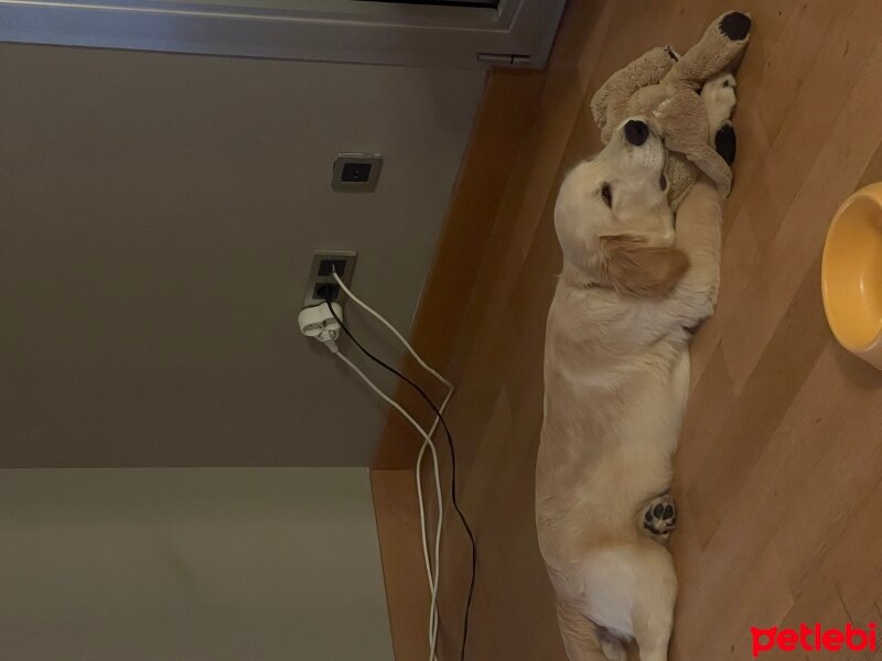 Golden Retriever, Köpek  Leo fotoğrafı