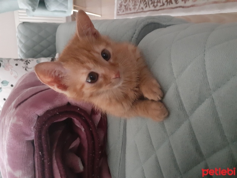 Sarman, Kedi  Paşa fotoğrafı