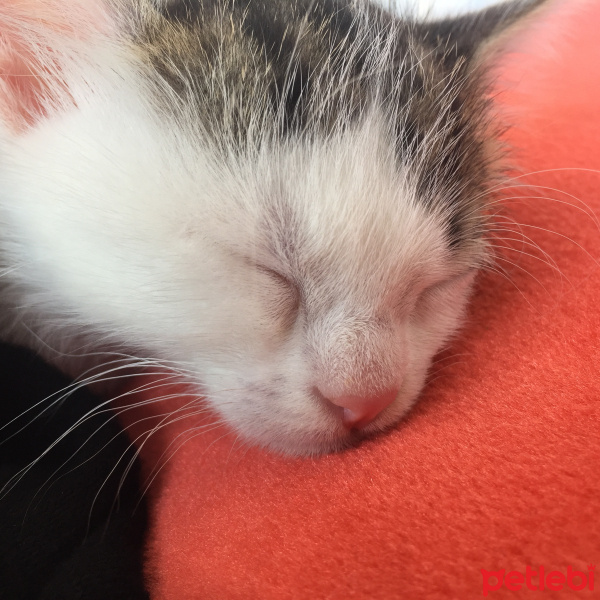 Tekir Kedi, Kedi  Norris fotoğrafı