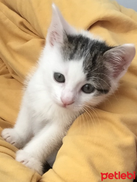 Tekir Kedi, Kedi  Norris fotoğrafı