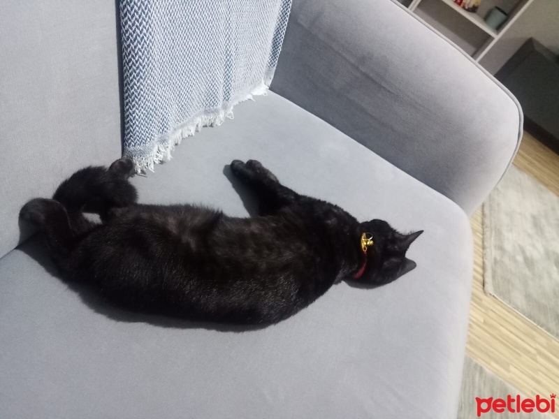 British Shorthair, Kedi  Kömür fotoğrafı