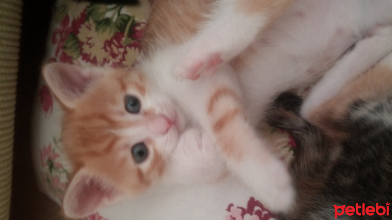 Tekir Kedi, Kedi  Isimsizler fotoğrafı