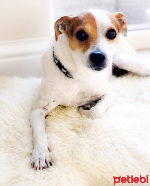 Jack Russell Terrier, Köpek  Alex fotoğrafı