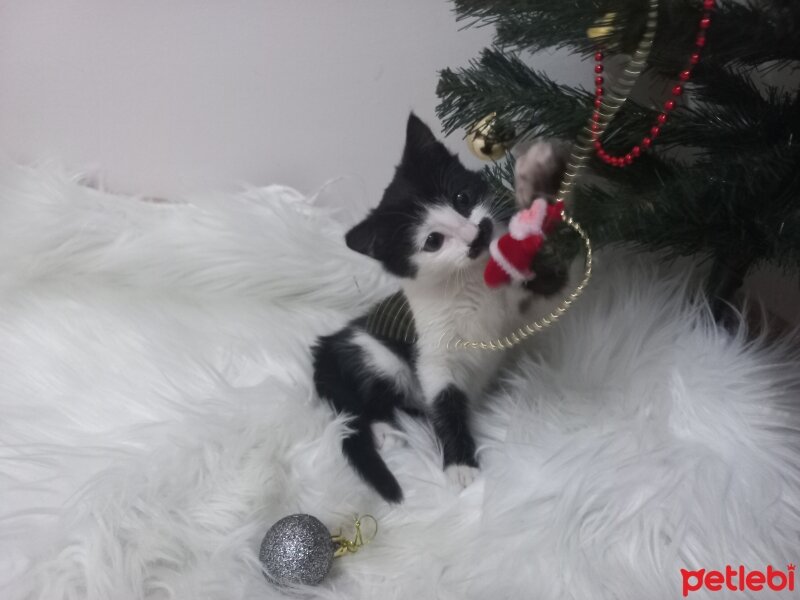 Tuxedo (Smokin) Kedi, Kedi  Humus fotoğrafı