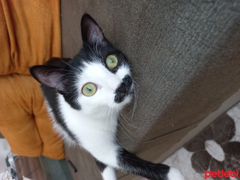 Tuxedo (Smokin) Kedi, Kedi  Humus fotoğrafı