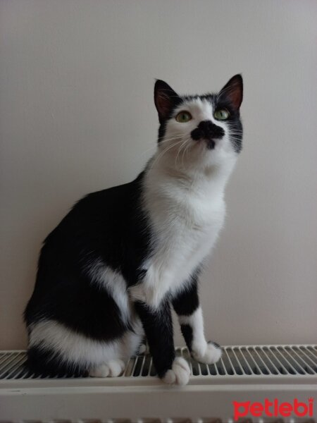 Tuxedo (Smokin) Kedi, Kedi  Humus fotoğrafı