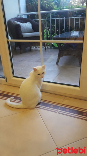 Van Kedisi, Kedi  Kōpük fotoğrafı