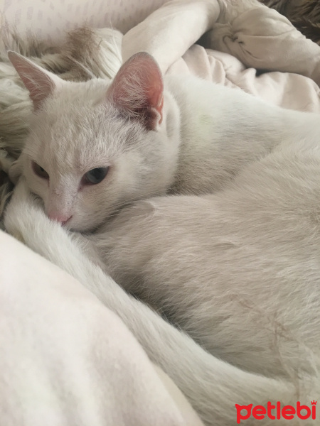 Van Kedisi, Kedi  Kōpük fotoğrafı
