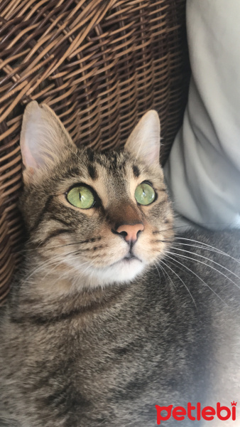 Van Kedisi, Kedi  Kōpük fotoğrafı
