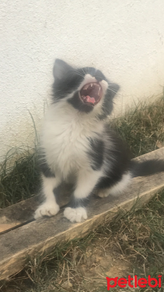 Van Kedisi, Kedi  Kōpük fotoğrafı