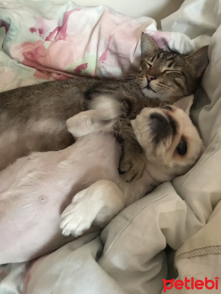 Van Kedisi, Kedi  Kōpük fotoğrafı