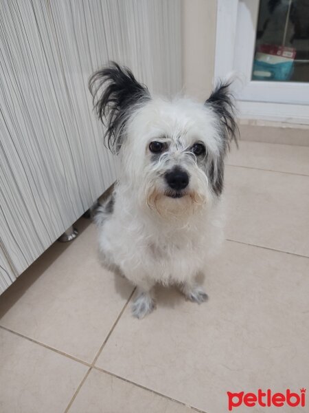 Maltese, Köpek  NYX fotoğrafı