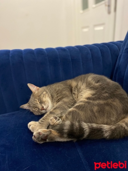 Tekir Kedi, Kedi  Gri fotoğrafı