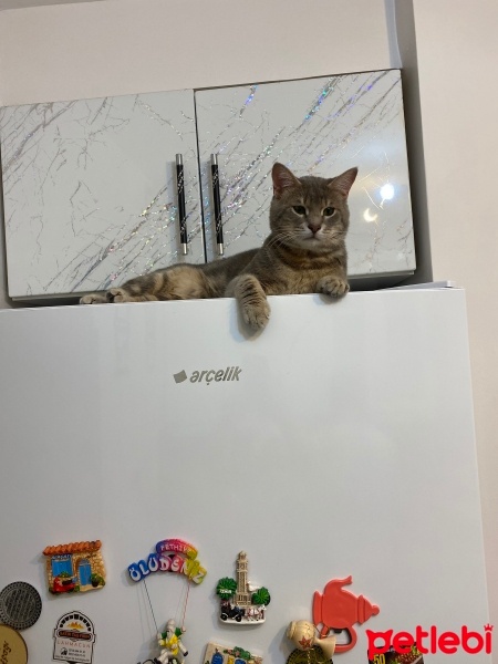 Tekir Kedi, Kedi  Gri fotoğrafı