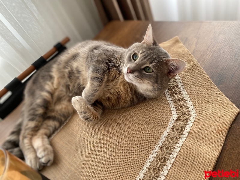 Tekir Kedi, Kedi  Gri fotoğrafı