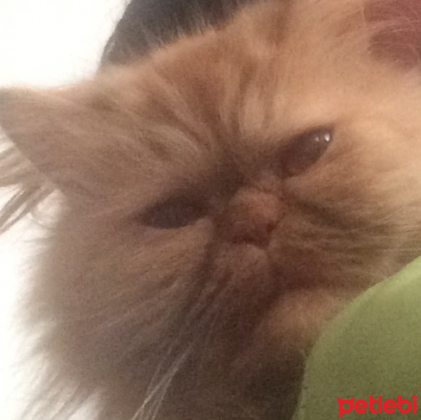İran Kedisi (Persian), Kedi  Micha fotoğrafı