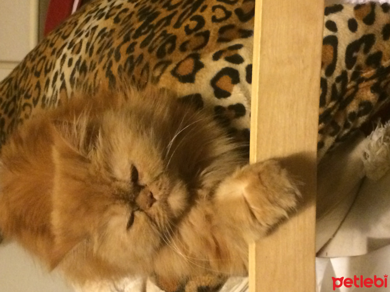 İran Kedisi (Persian), Kedi  Micha fotoğrafı