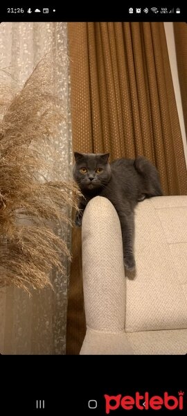 Scottish Fold, Kedi  Lily fotoğrafı