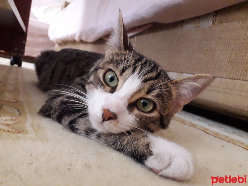 Tekir Kedi, Kedi  Zeytin fotoğrafı
