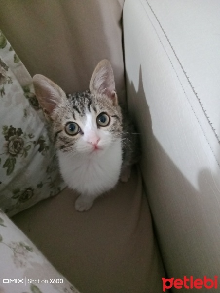 Tekir Kedi, Kedi  İncir fotoğrafı