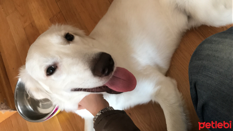 Golden Retriever, Köpek  Badem fotoğrafı