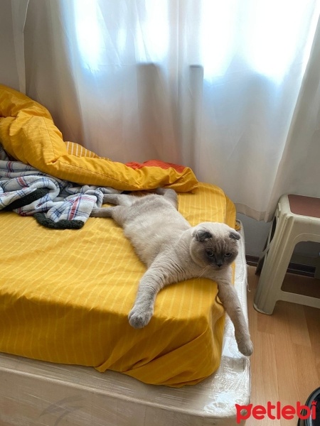Scottish Fold, Kedi  bubble minnoş fotoğrafı