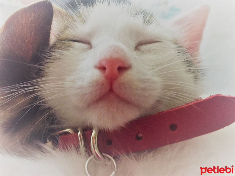 European Shorthair, Kedi  ♥ŞANS♥  fotoğrafı