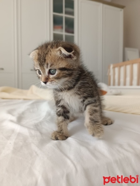 Scottish Fold, Kedi  Şakir fotoğrafı