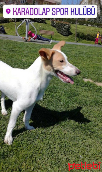 Jack Russell Terrier, Köpek  Milka fotoğrafı