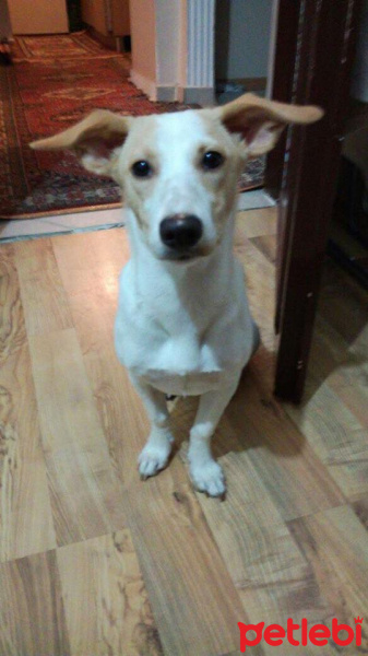 Jack Russell Terrier, Köpek  Milka fotoğrafı