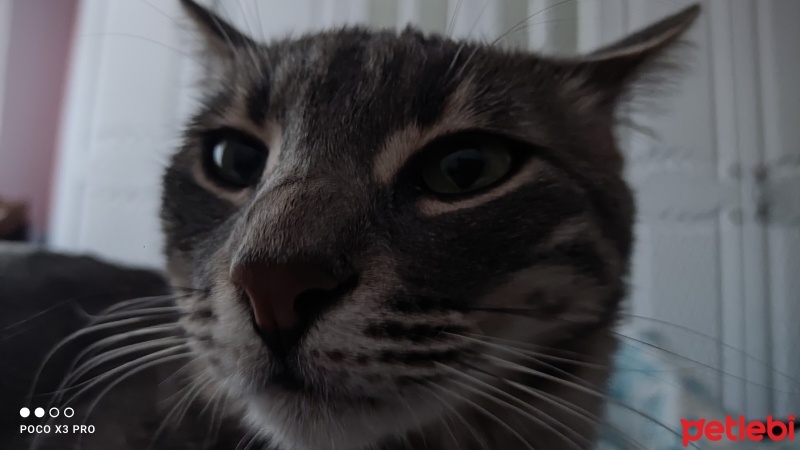 Soke, Kedi  Gümüş fotoğrafı