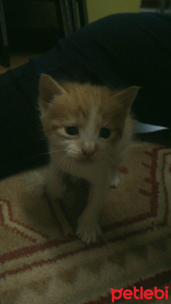 Tekir Kedi, Kedi  Mırnav fotoğrafı