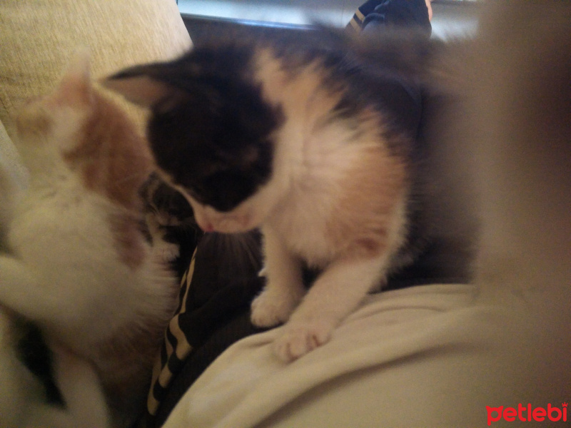 Tekir Kedi, Kedi  Mırnav fotoğrafı