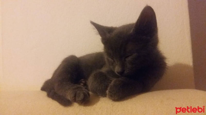 Mavi Rus, Kedi  Duman fotoğrafı