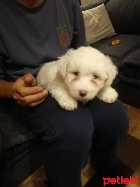 Maltese, Köpek  Bıdık fotoğrafı