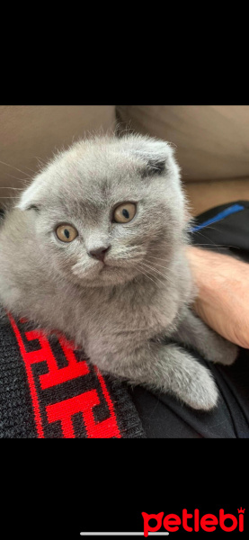 Scottish Fold, Kedi  bulut fotoğrafı