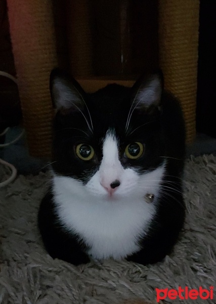 Tuxedo (Smokin) Kedi, Kedi  Foça fotoğrafı
