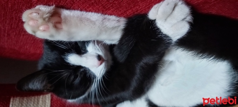 Tuxedo (Smokin) Kedi, Kedi  Foça fotoğrafı